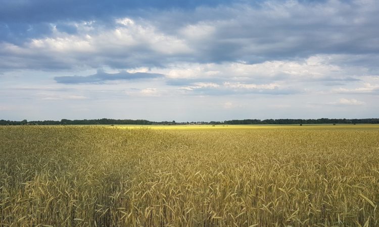 Ανοιχτή επιστολή: Προμήθεια τροφίμων και απάντηση αλληλεγγύης της ΕΕ στον πόλεμο στην Ουκρανία
